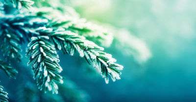 December - Winter Ecology