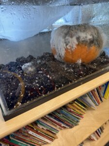 Photo of a project in the classroom at Muskegon Montessori Academy for Environmental Change in which pumpkins are left to decompose into soil through compost.