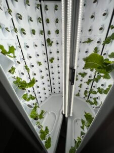 MMAEC has a hydroponic tower in the classroom to grow plants like lettuce